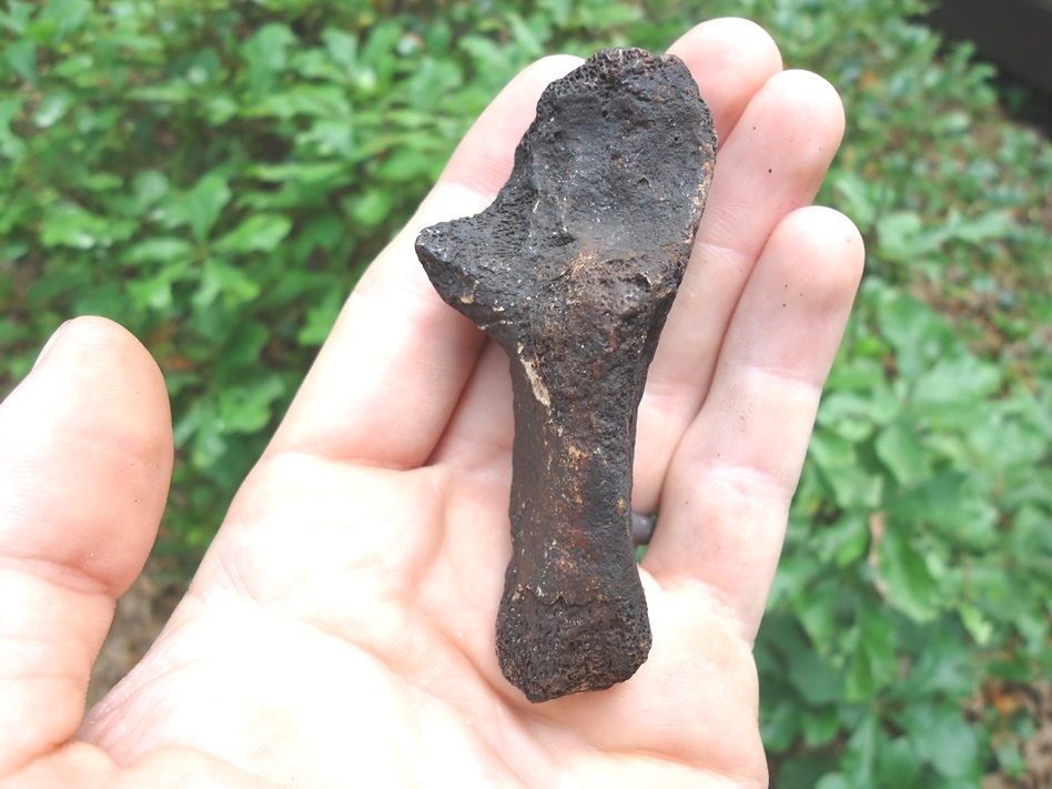 Black Bear Calcaneum