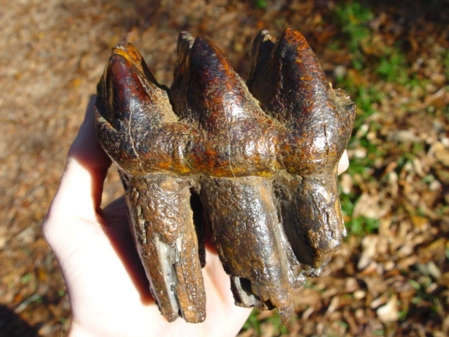 Top Quality Super Colorful Mastodon Tooth with Roots