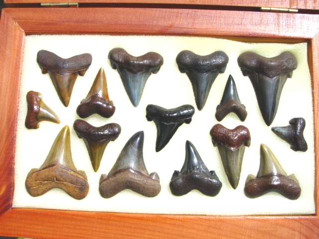 Small Auriculatus Shark Teeth