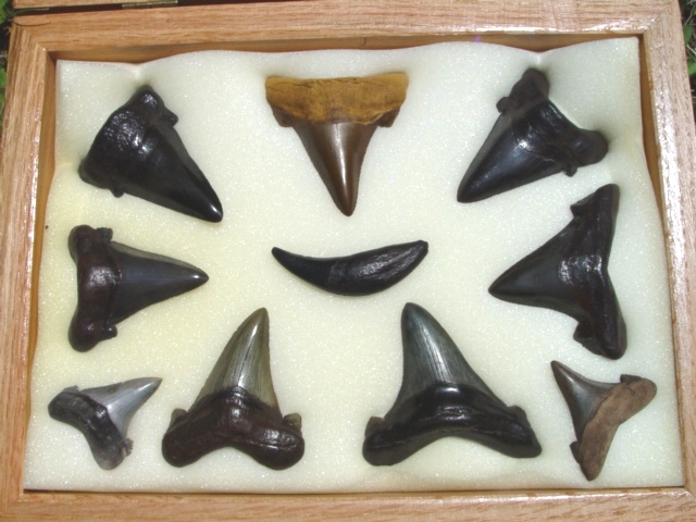 Auriculatus Shark Teeth
