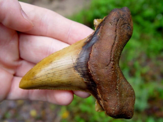 Beautiful Orange Auriculatus Shark Tooth