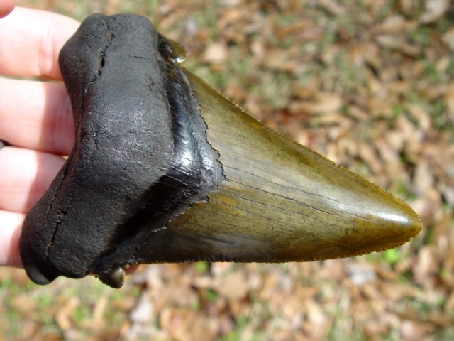 4 1/16' Auriculatus Shark Tooth