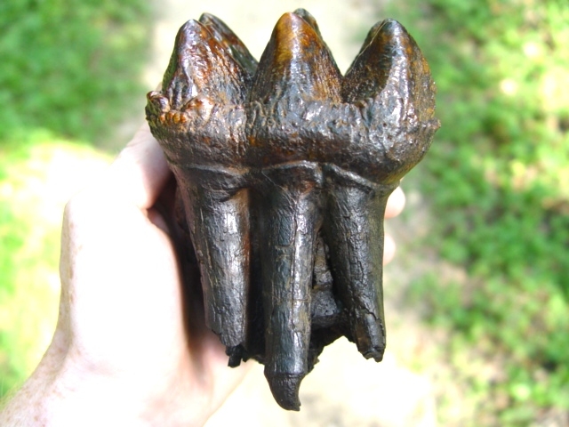 Mastodon Tooth with Full Roots