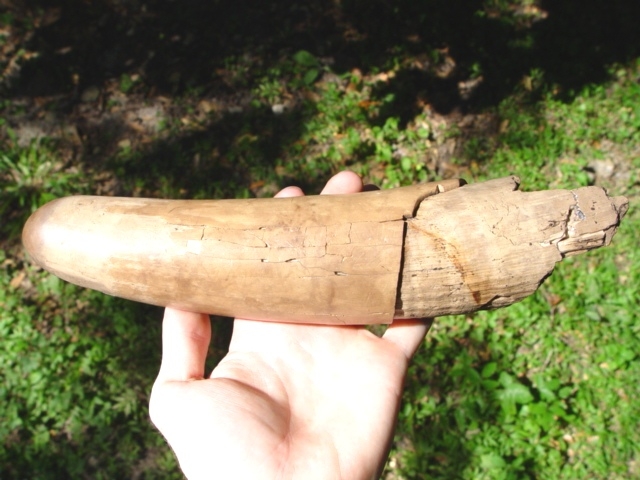 Mammoth Tusk Tip