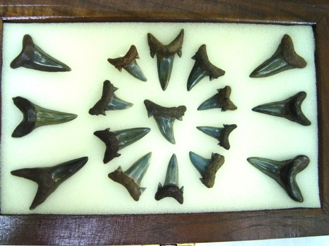 Mackerel and Mako Shark Teeth