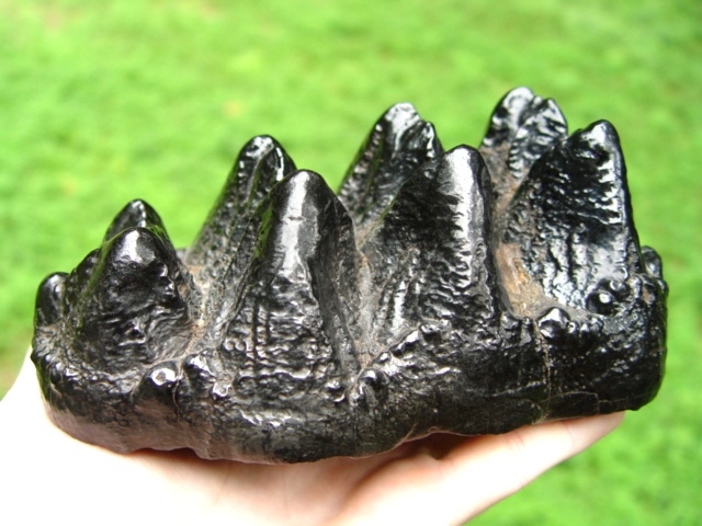 Museum Quality Mastodon Tooth