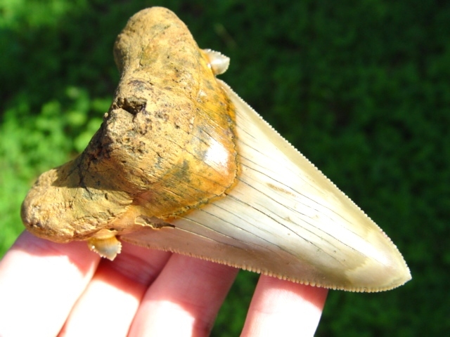 Museum Quality Auriculatus Shark Tooth