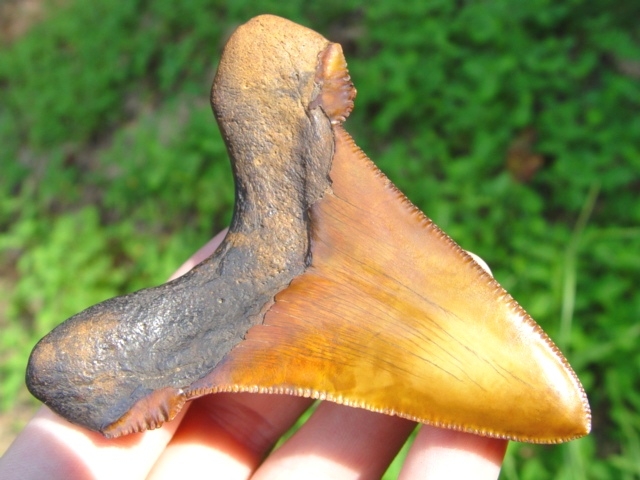 3 1/4' Gem Quality Auriculatus Shark Tooth