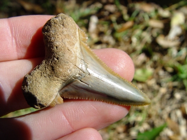 Crisp Dagger Auriculatus Shark Tooth