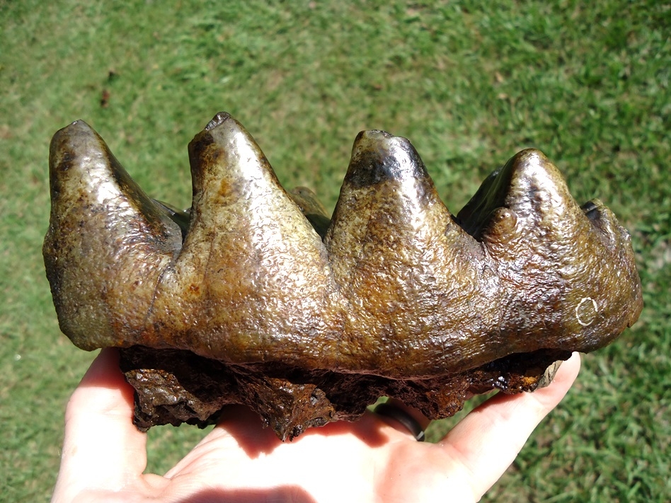 Beautifully Colorful Five Hump Mastodon Tooth