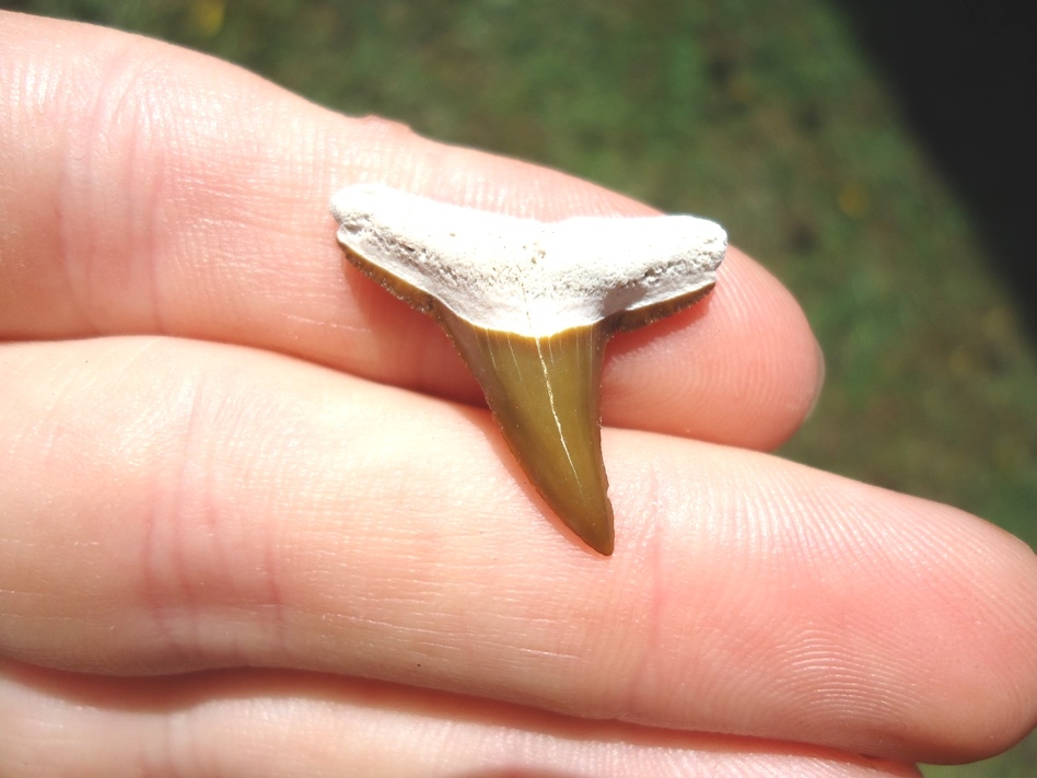 Beautiful Yellow Lemon Shark Tooth from Bone Valley