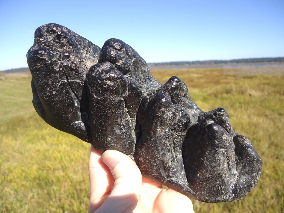 mastodon tooth
