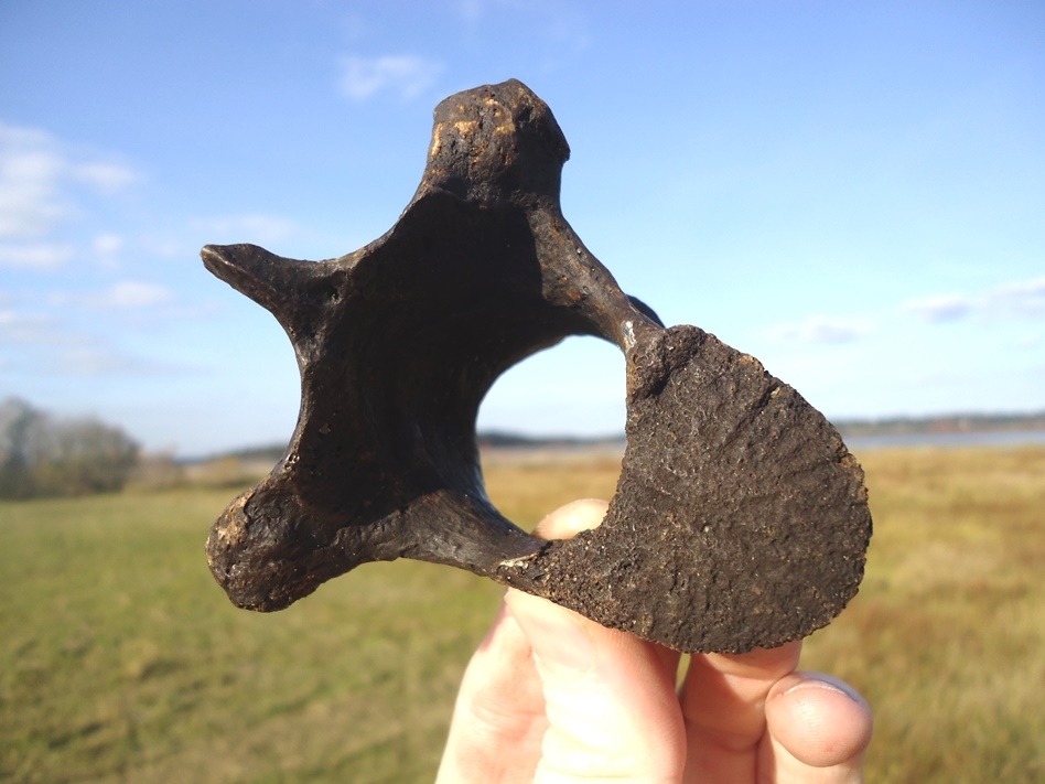 Awesome Sloth Thoracic Vertebra
