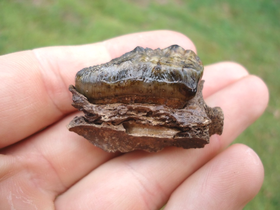 Top Quality Spectacled Bear Molar in Small Section of Maxilla