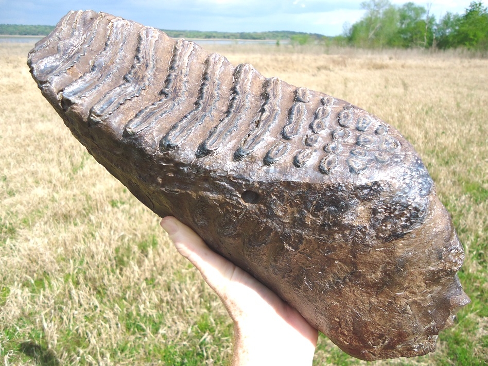 World Class 12lb+ Mammoth Tooth