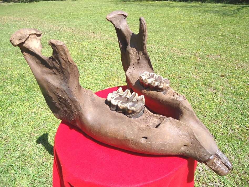 Incredible Mastodon Mandible with Lower Tusks