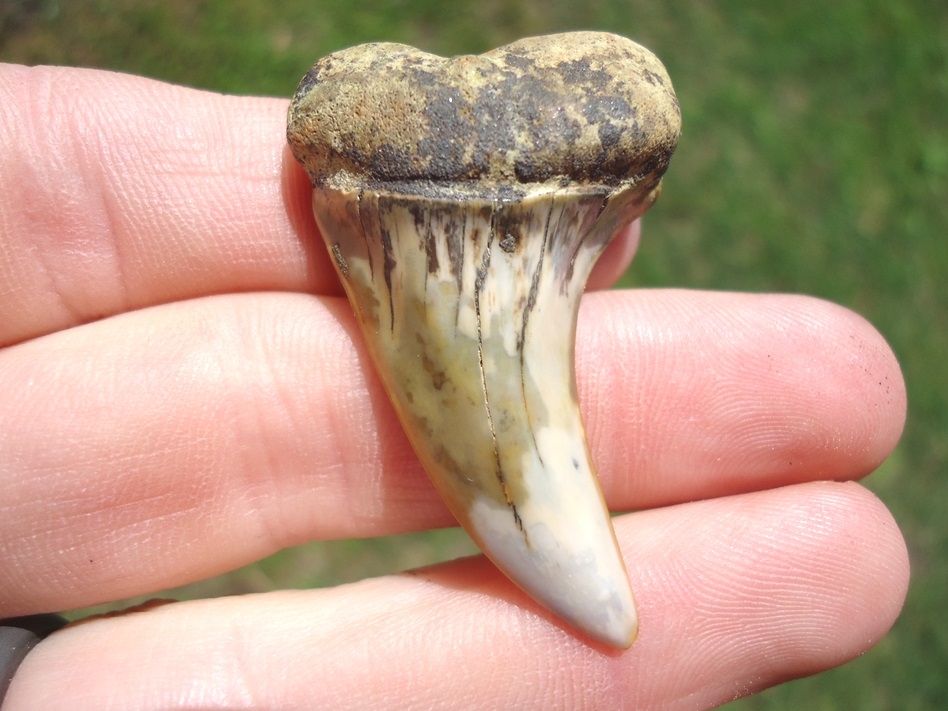 Large Hooked Planus Mako Shark Tooth from Bakersfield