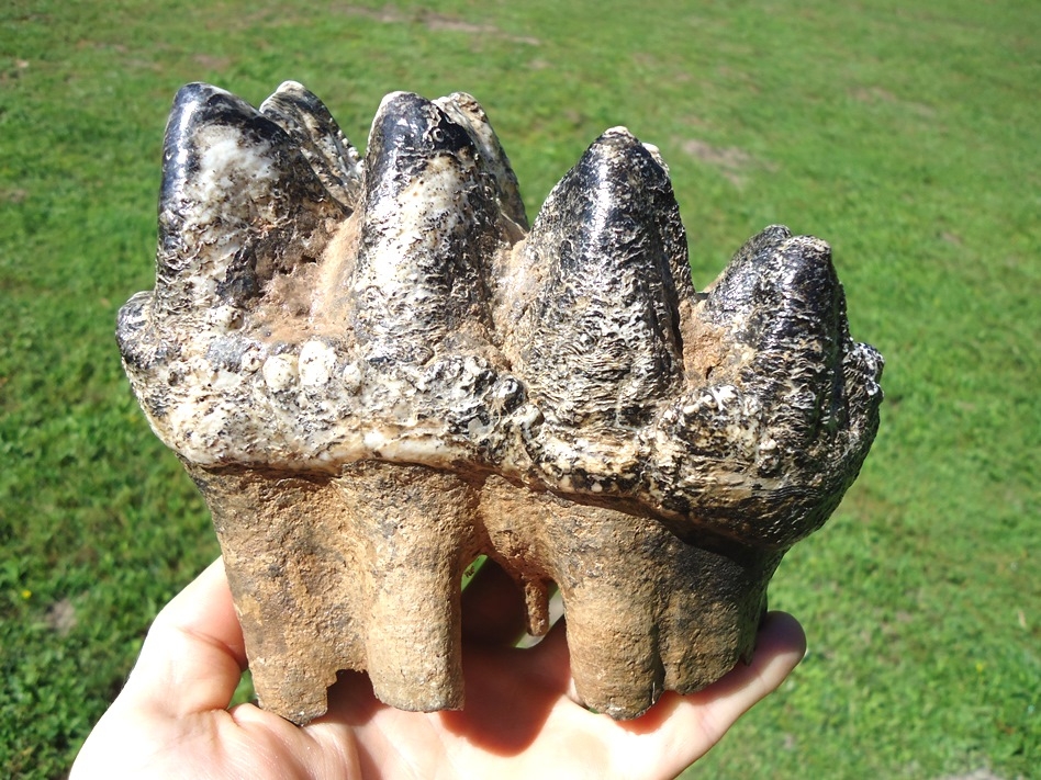 Museum Quality Mastodon Tooth