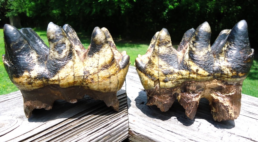 Two Incredible Tiger Stripe Matched Three-Hump Mastodon Teeth
