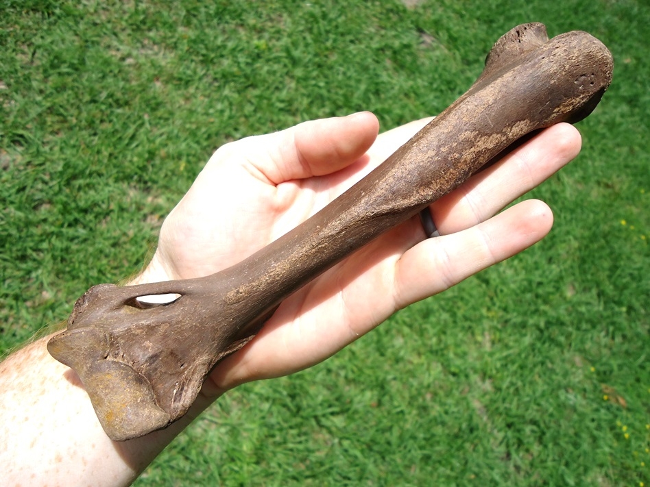 Incredible Flawless Bear Dog Humerus