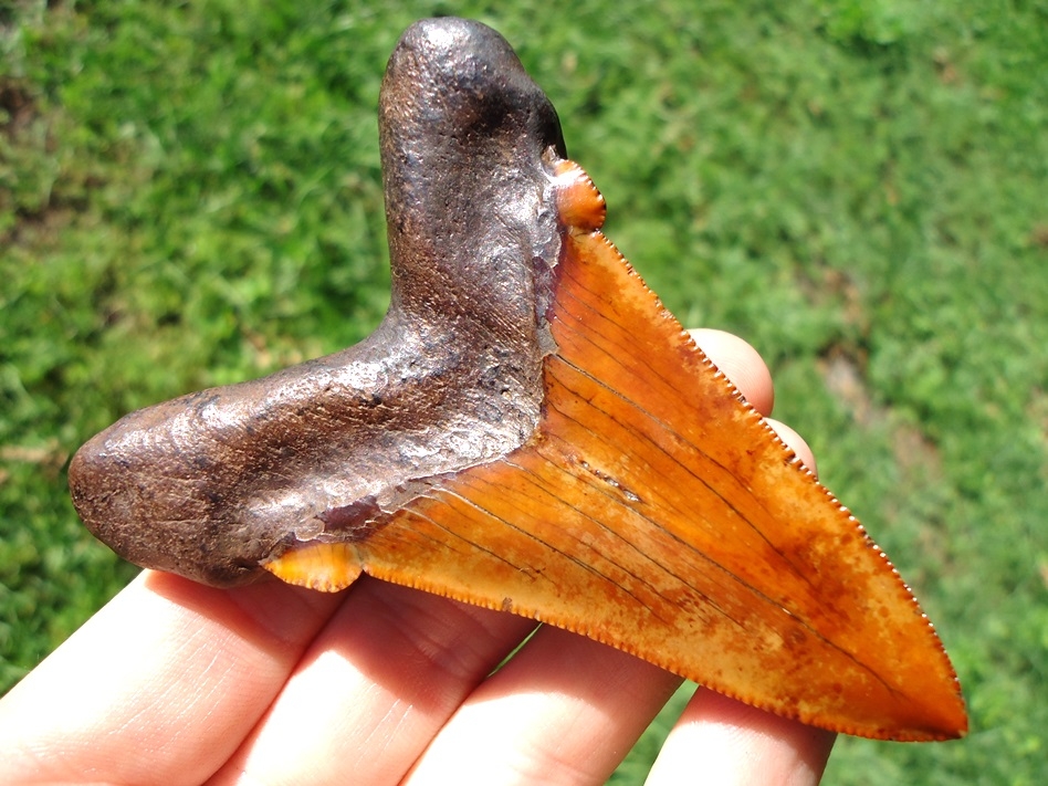 Insane Fiery Red Suwannee River Auriculatus Shark Tooth