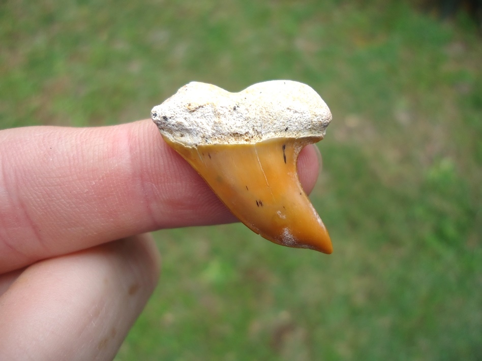Fiery Orange Bakersfield Planus Shark Tooth
