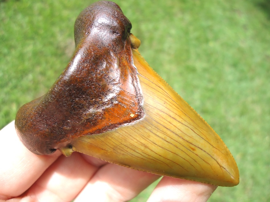 World Class Apple Green Suwannee River Auriculatus Shark Tooth