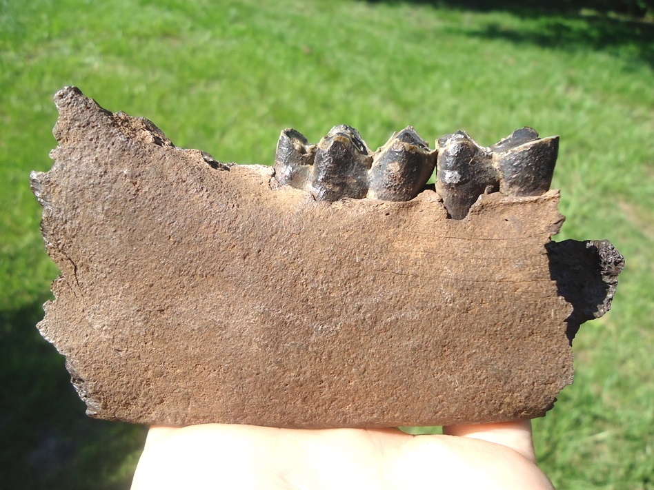 Awesome Llama Mandible with Two Perfect Teeth