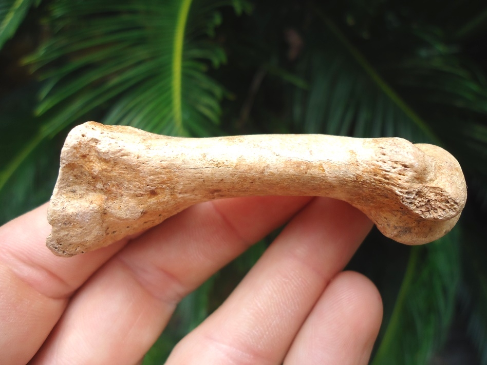 Beautiful Patina Spectacled Bear Metatarsal