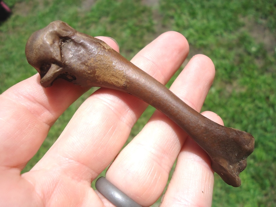 bone