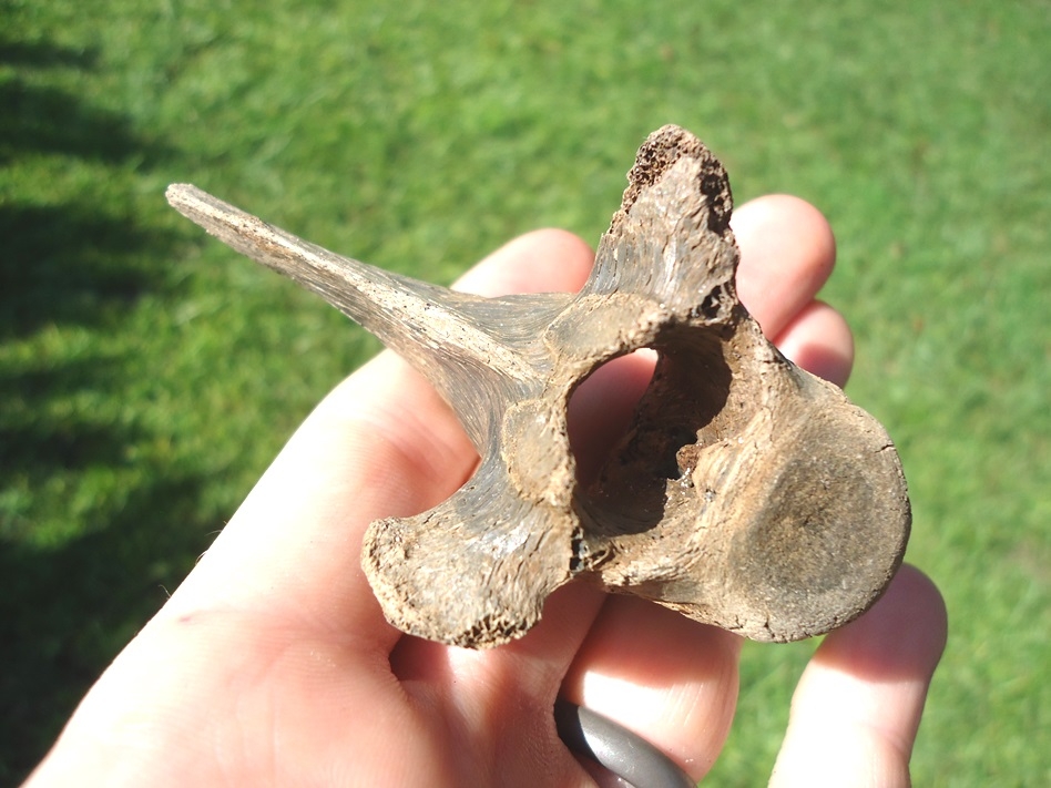 bone