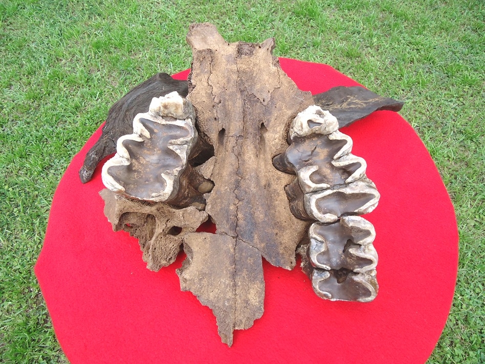 Huge Mastodon Palate with Three Teeth