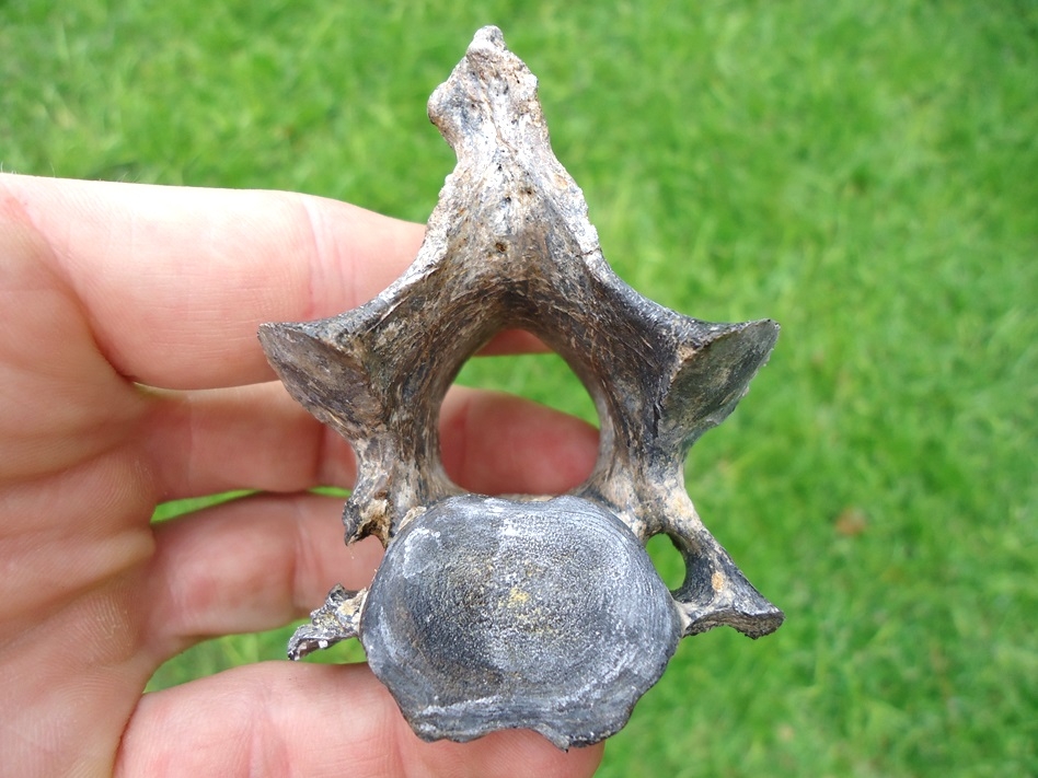 Very Nice Sloth Cervical Vertebra