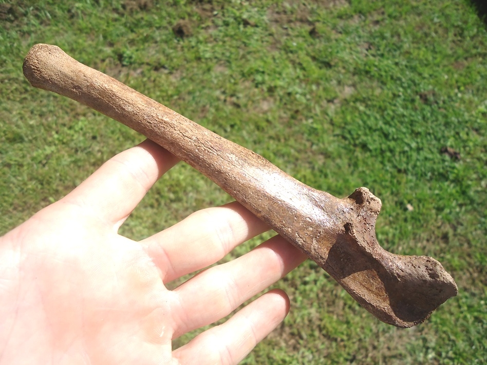 Excellent Spectacled Bear Ulna