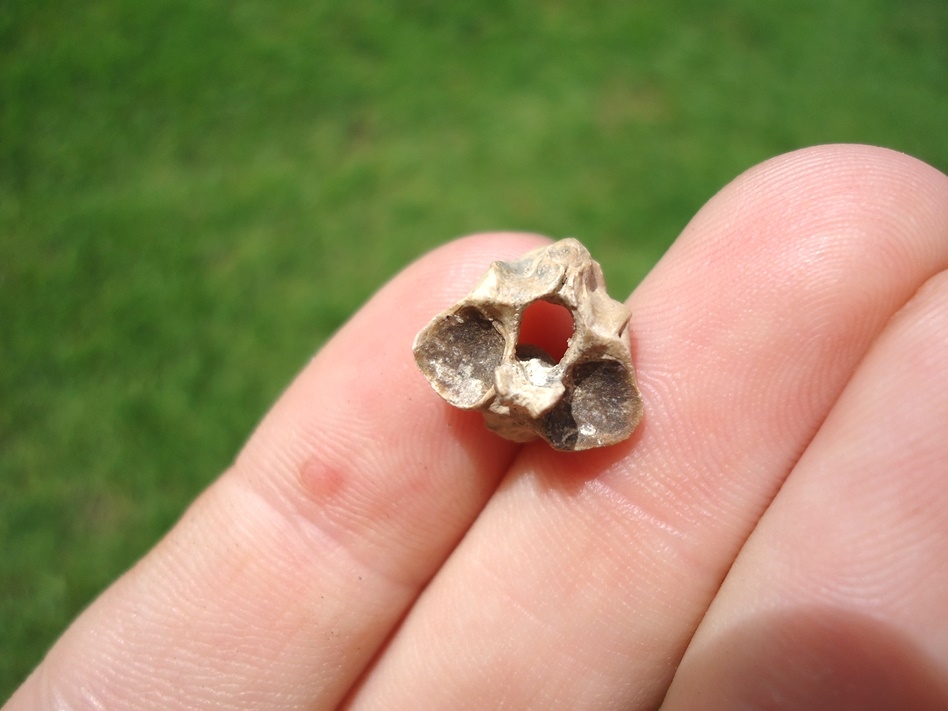 Amphibian Axis Vertebra