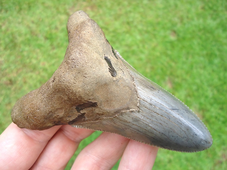 tooth