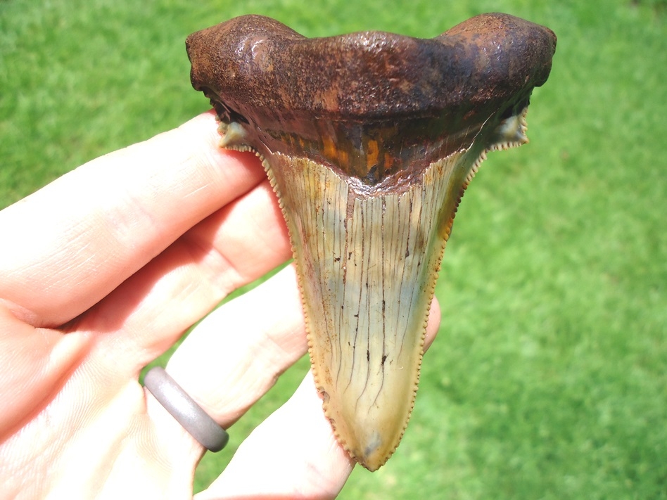 Top Quality Auriculatus Shark Tooth