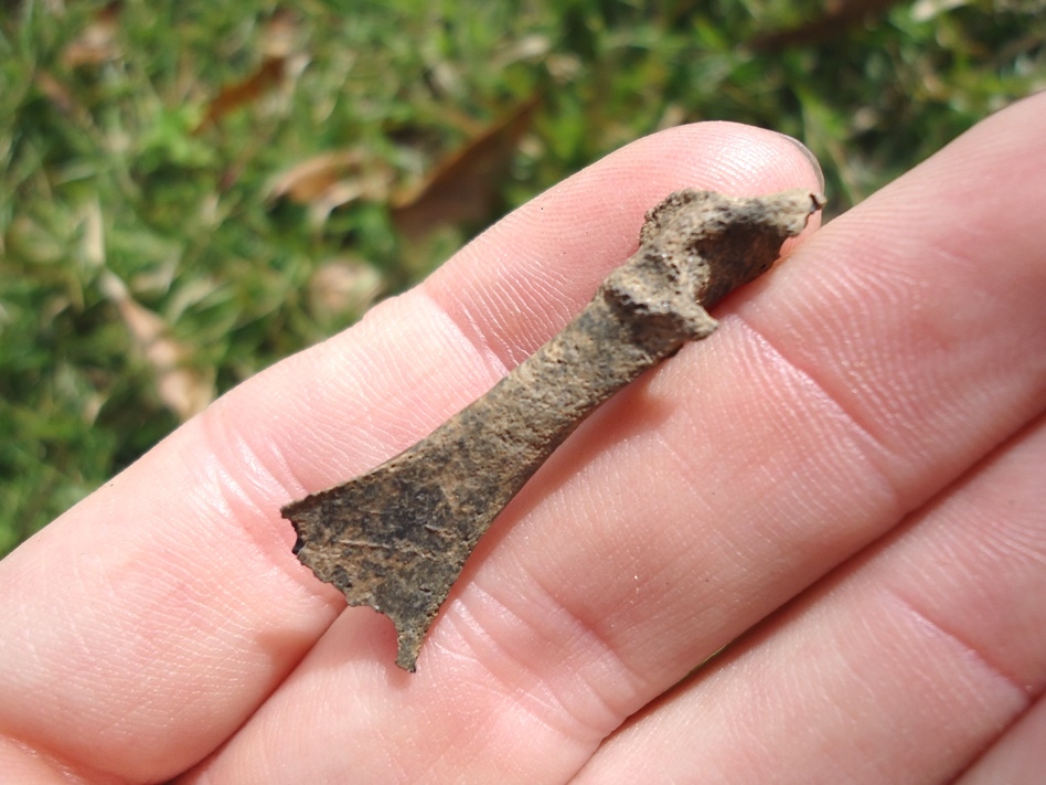 Wood Duck Coracoid