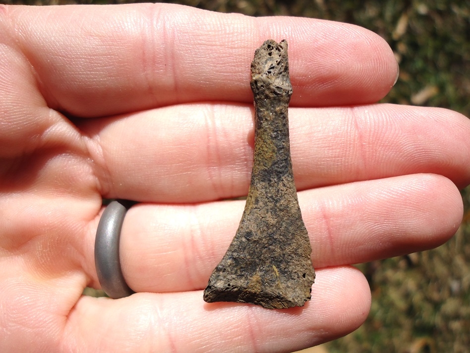 Wood Duck Coracoid
