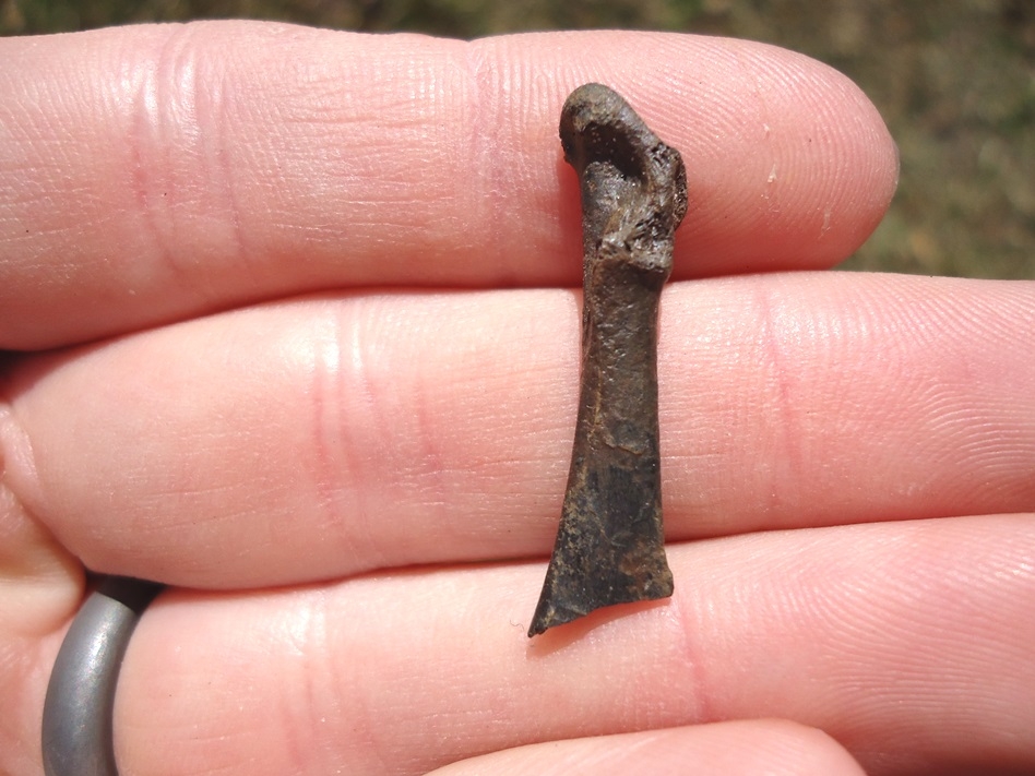 Duck Coracoid