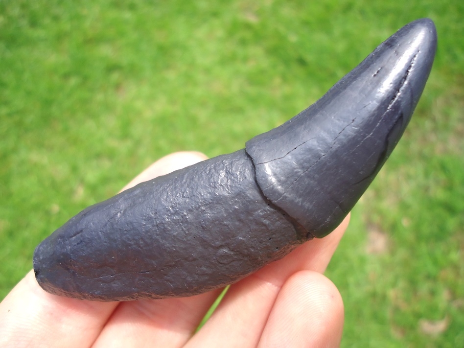 tooth