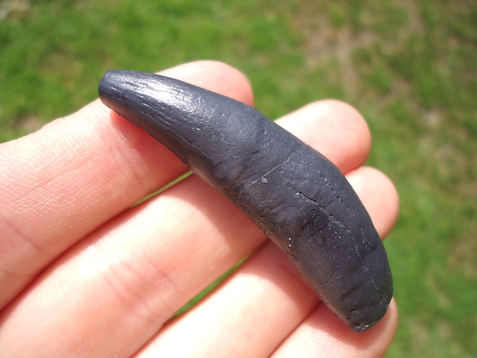 tooth