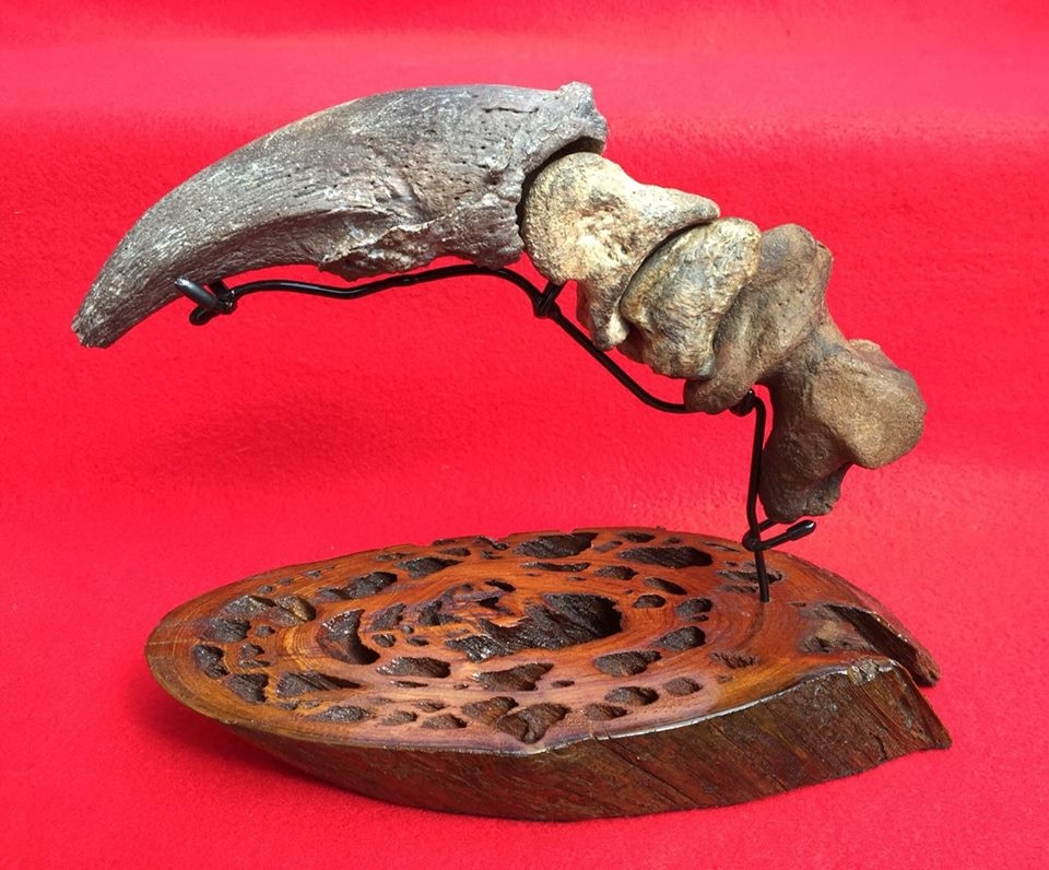 Complete Sloth Digit Mounted on Custom Pecky Cypress Stand