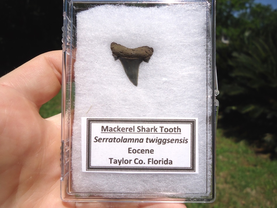 shark tooth