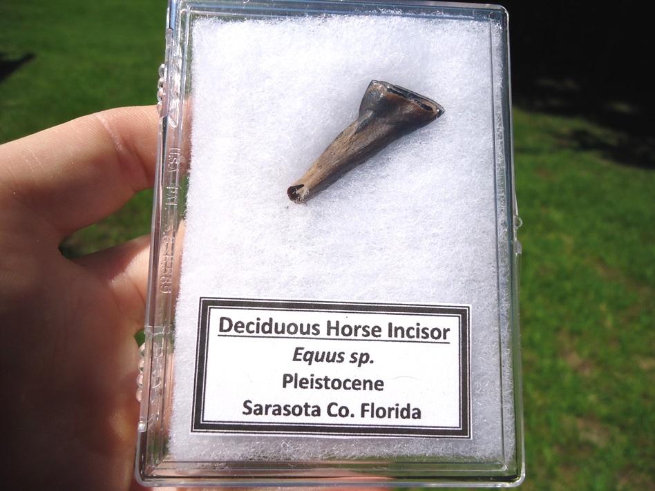 horse incisor