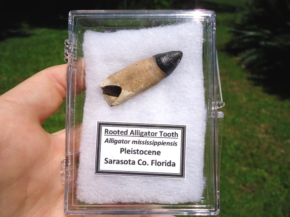 alligator tooth