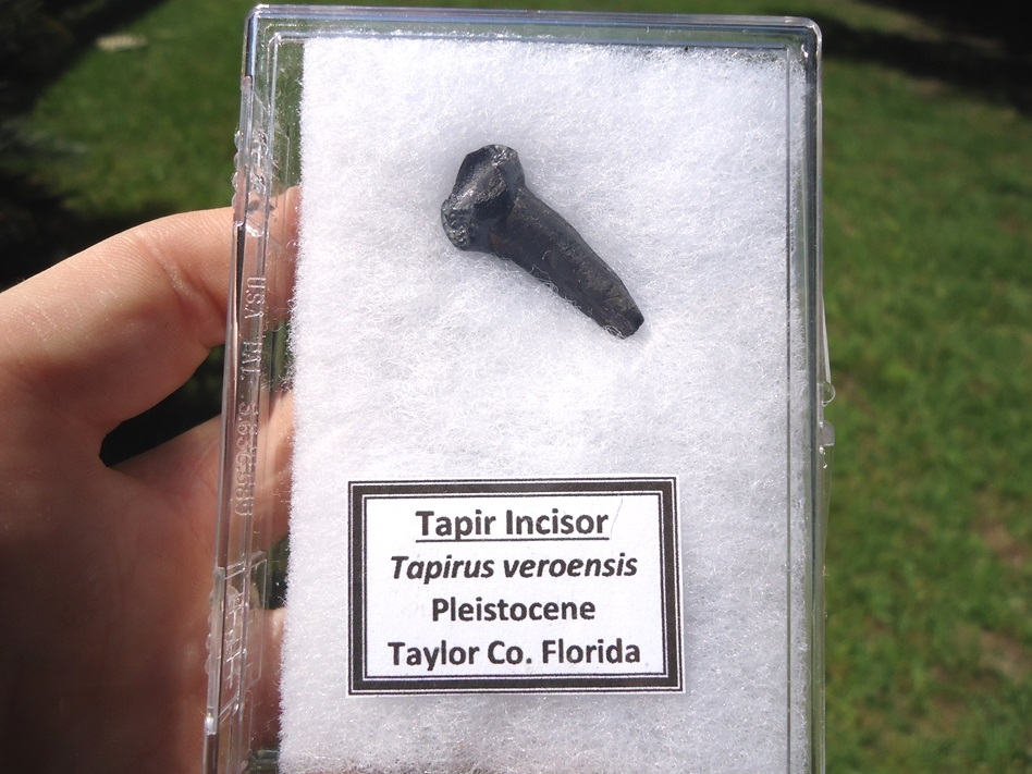 tapir incisor 15