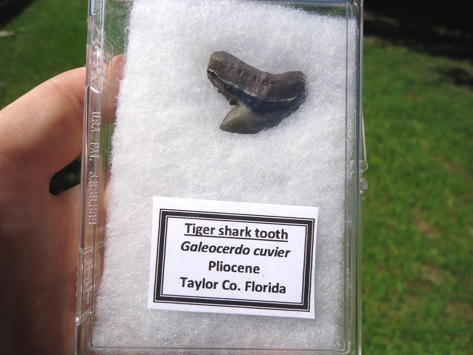 tiger shark tooth