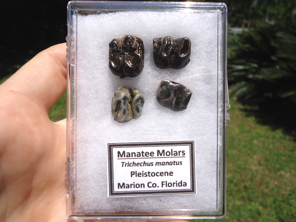 four manatee teeth