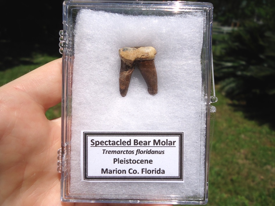bear tooth